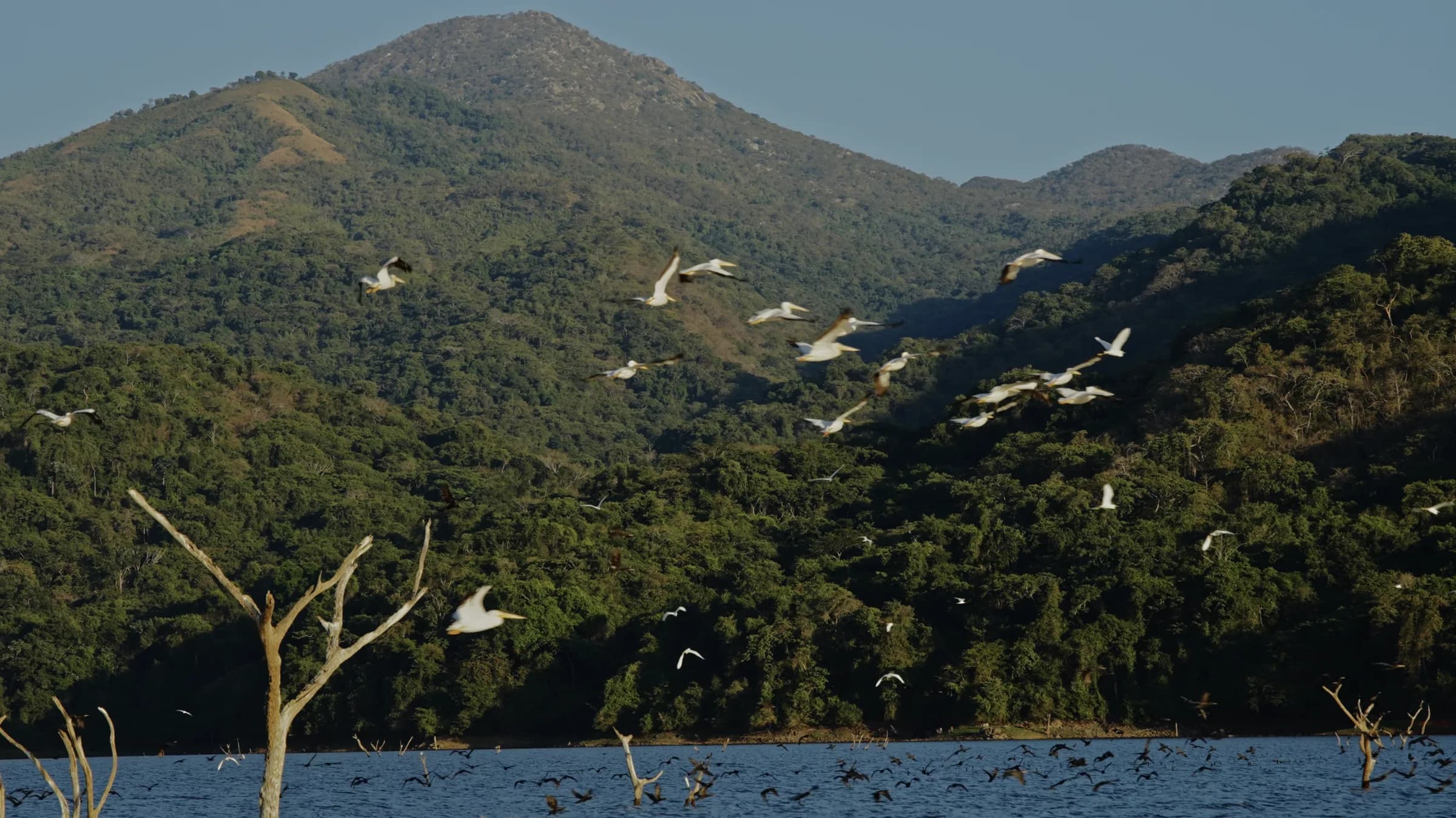 Birds over the mountain forest at golden hour