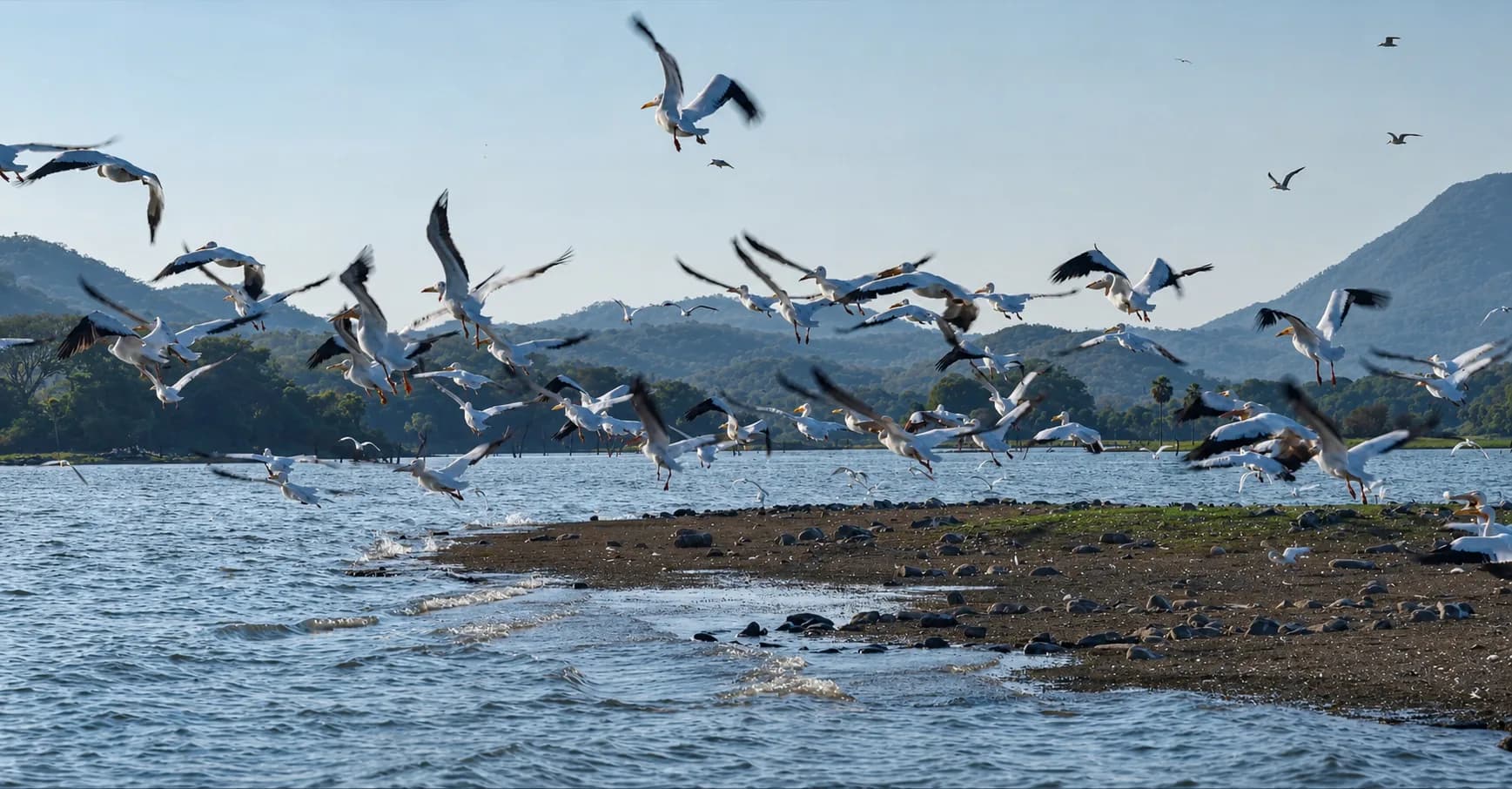 Pelicans taking flight over the lakeshore
